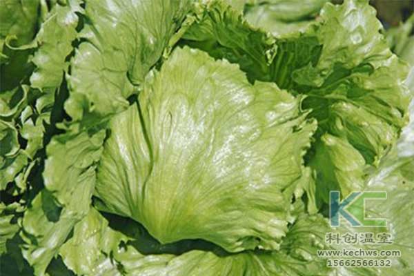 無(wú)土栽培，無(wú)土栽培技術(shù)