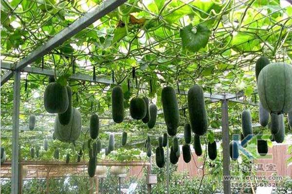 無土栽培，無土栽培技術，無土栽培設備