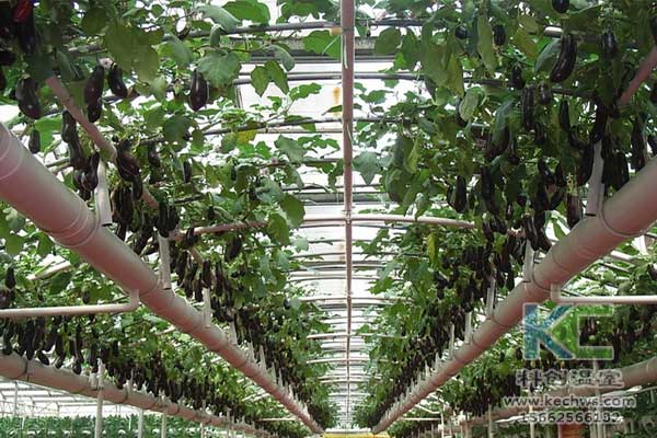 無土栽培，無土栽培技術(shù)，無土栽培設(shè)備