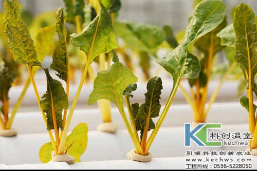 無土栽培，無土栽培技術，無土栽培設備