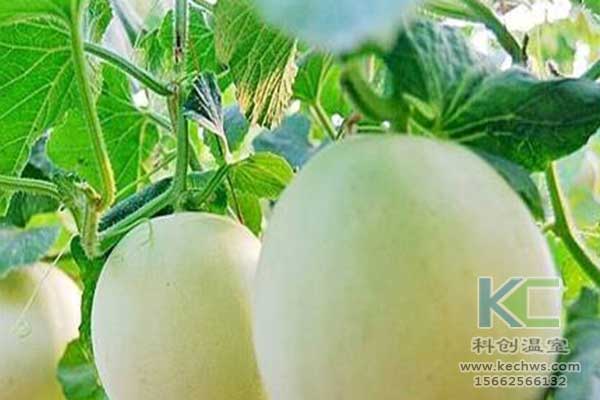 無土栽培，無土栽培技術，無土栽培設備