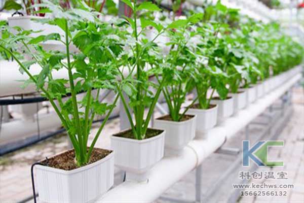 無土栽培，無土栽培技術(shù)，無土栽培設(shè)備