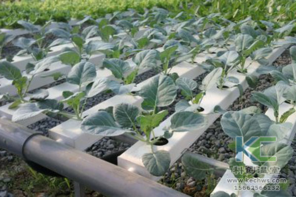 無土栽培,無土栽培技術(shù),無土栽培設(shè)備