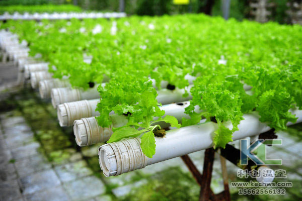無土栽培，無土栽培技術，無土栽培設備