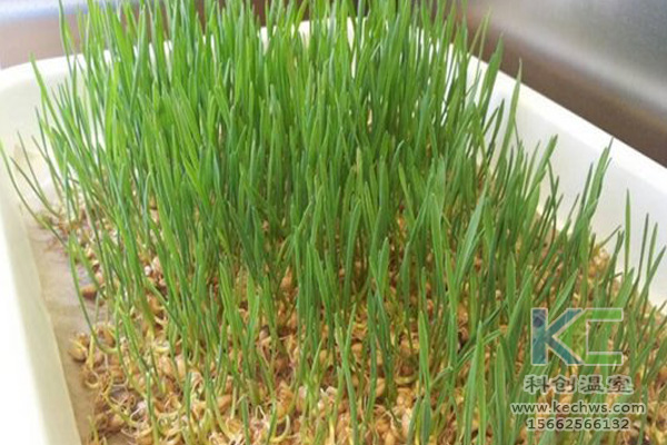 蔬菜無土栽培，無土栽培技術，無土栽培設備，無土栽培