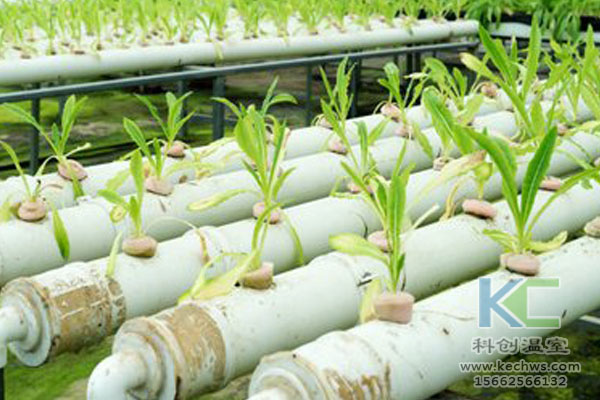 無土栽培技術，魚菜共生系統(tǒng)，無土栽培，溫室大棚