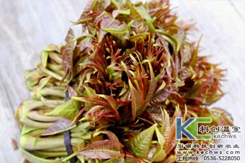 無土栽培，無土栽培技術，無土栽培設備