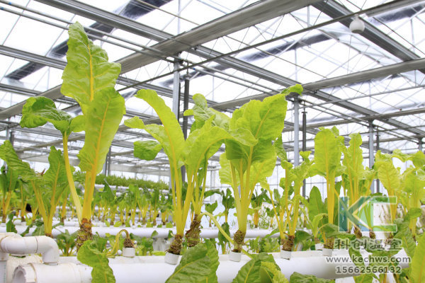 無土栽培，無土栽培技術，無土栽培設備