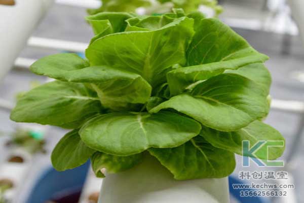 無土栽培，無土栽培技術，無土栽培設備