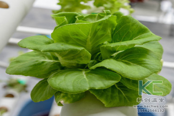 無土栽培，無土栽培技術，無土栽培設備