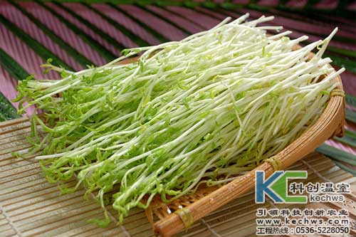 無土栽培，無土栽培技術(shù)，無土栽培設(shè)備