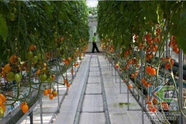 無土栽培，無土栽培技術，無土栽培設備