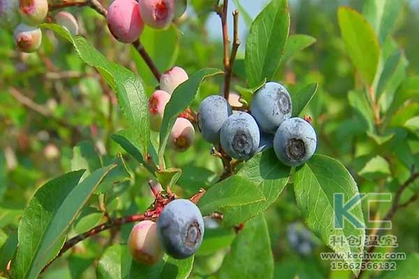 無土栽培，無土栽培技術，無土栽培設備