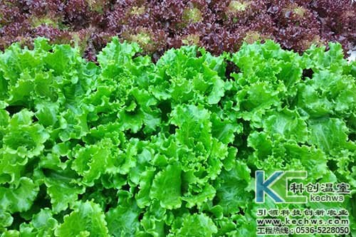 無土栽培，無土栽培技術，無土栽培設備