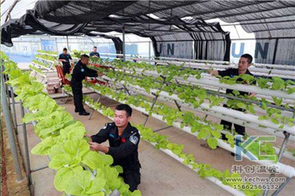 無土栽培，無土栽培技術，無土栽培設備