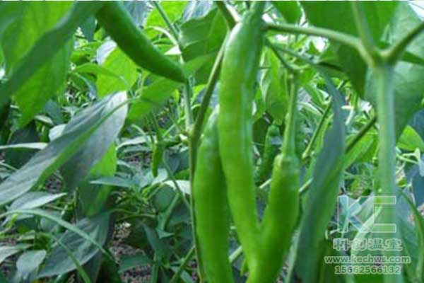 無土栽培，無土栽培技術，無土栽培設備