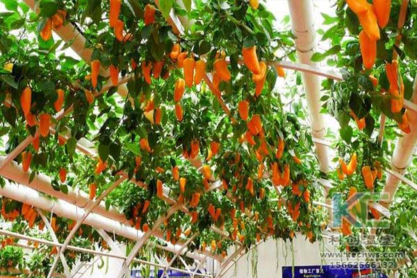 無土栽培，無土栽培技術(shù)，無土栽培設(shè)備