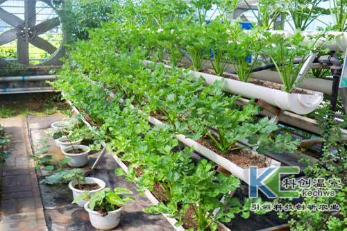 無土栽培，無土栽培技術，無土栽培設備