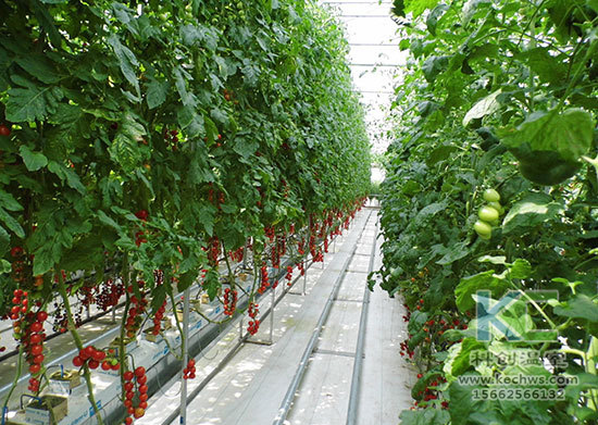 無(wú)土栽培，無(wú)土栽培技術(shù)，無(wú)土栽培設(shè)備