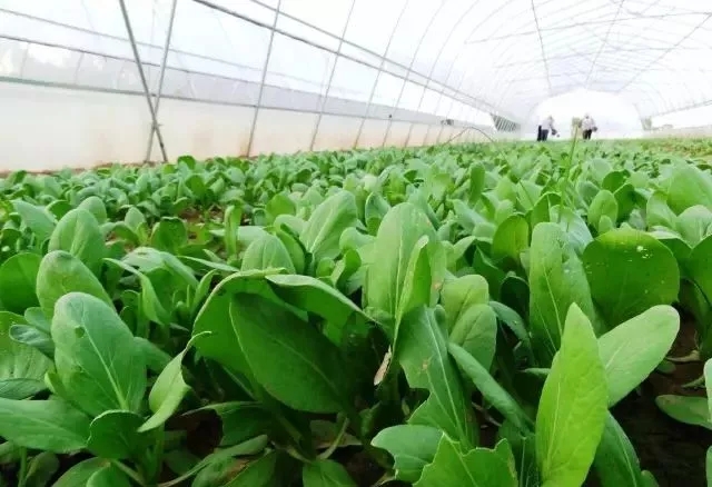 無土栽培，無土栽培技術，無土栽培設備