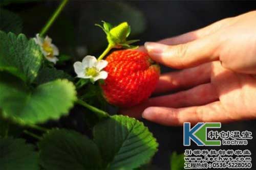 無土栽培，無土栽培技術，無土栽培設備