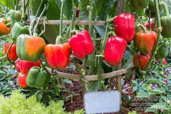 無土栽培，無土栽培技術(shù)，無土栽培設備