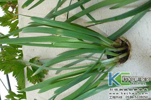 無土栽培，無土栽培技術，無土栽培設備