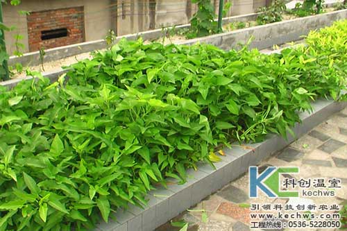 無土栽培，無土栽培技術，無土栽培設備