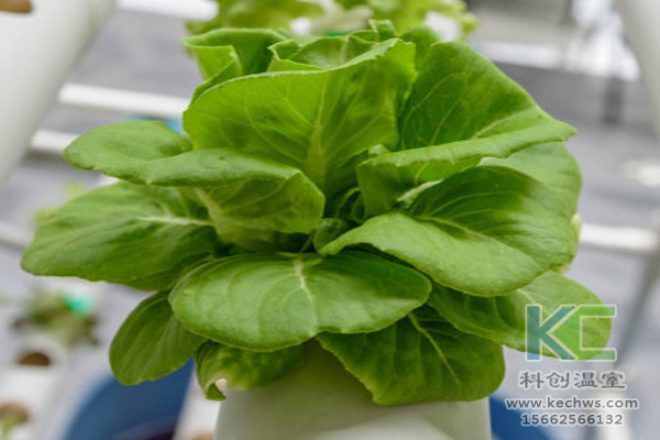 無土栽培，無土栽培技術(shù)，無土栽培設(shè)備