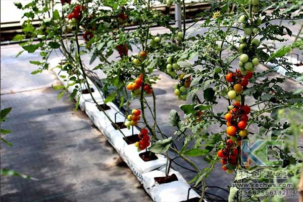 無土栽培，無土栽培技術(shù)，無土栽培設備