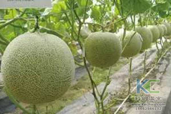 無土栽培，無土栽培技術，無土栽培設備