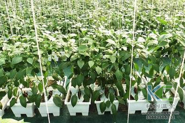 現(xiàn)代農(nóng)業(yè)生態(tài)，。無(wú)土栽培技術(shù)，無(wú)土栽培，溫室大棚