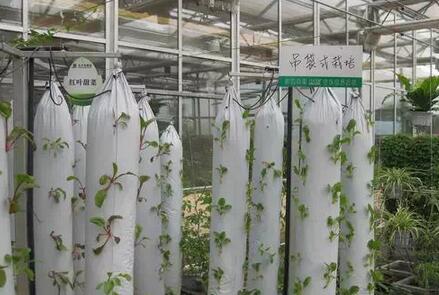 無土栽培，無土栽培技術，無土栽培設備