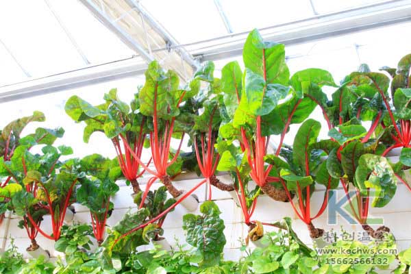 無土栽培，無土栽培技術(shù)，無土栽培設備