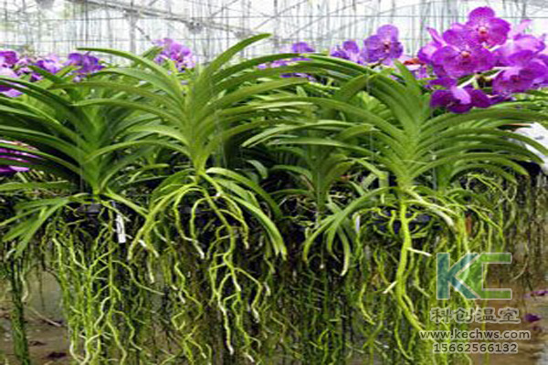 無土栽培，無土栽培技術，無土栽培設備