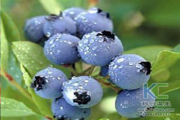 無土栽培，無土栽培技術，無土栽培設備