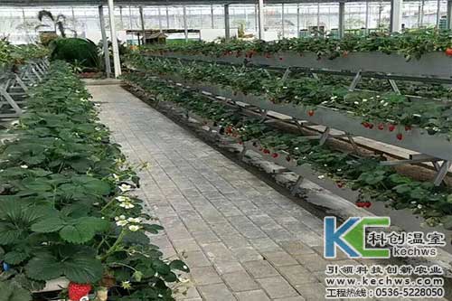 無土栽培，無土栽培技術，無土栽培設備