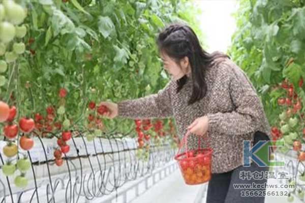 無土栽培，無土栽培技術，無土栽培設備