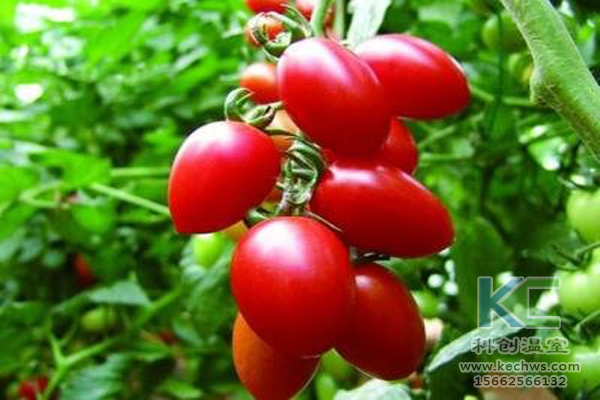 無土栽培技術，無土栽培設備，無土栽培，溫室大棚