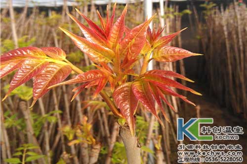 無土栽培，無土栽培技術，無土栽培設備