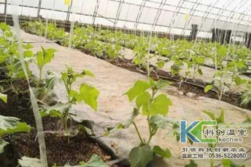 無土栽培，無土栽培技術(shù)，無土栽培設(shè)備