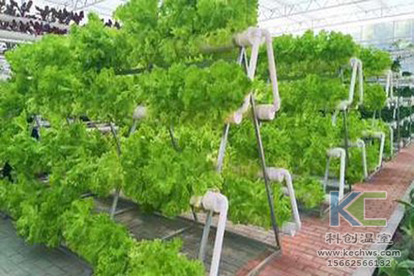 休閑農(nóng)業(yè)，無(wú)土栽培技術(shù)，無(wú)土栽培，溫室大棚