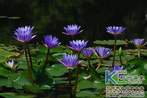 無土栽培，無土栽培技術，無土栽培設備