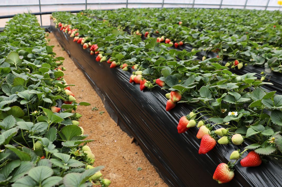 無土栽培，無土栽培技術，無土栽培設備