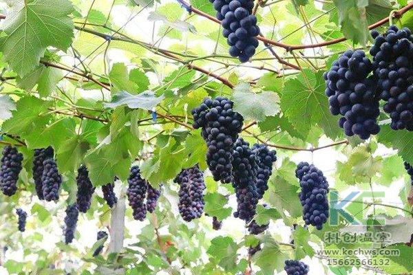 無土栽培，無土栽培技術，無土栽培設備