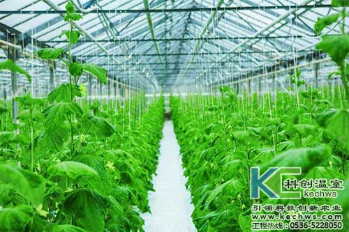 無土栽培，無土栽培技術(shù)，無土栽培設(shè)備