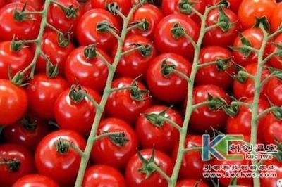 無土栽培技術，無土栽培設備，無土栽培，溫室大棚