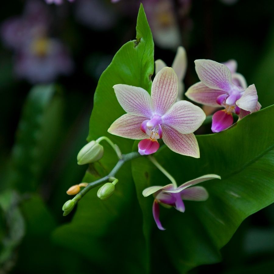 無土栽培，無土栽培技術，無土栽培設備