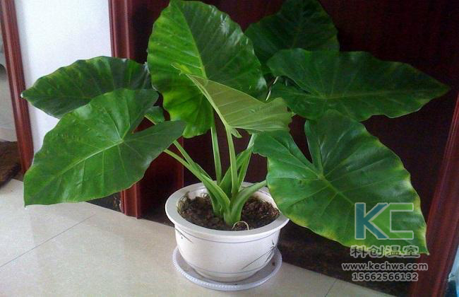 無土栽培，無土栽培技術，無土栽培設備