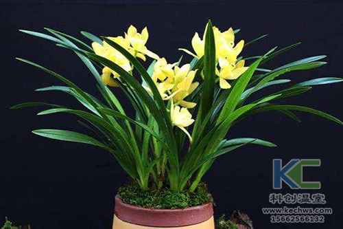 無(wú)土栽培，無(wú)土栽培技術(shù)，無(wú)土栽培設(shè)備